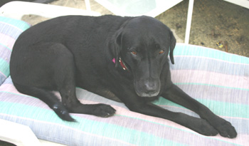 sophie
